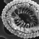 A scanning electron microscope image of an airborne coccolith, which is produced by infected phytoplankton.